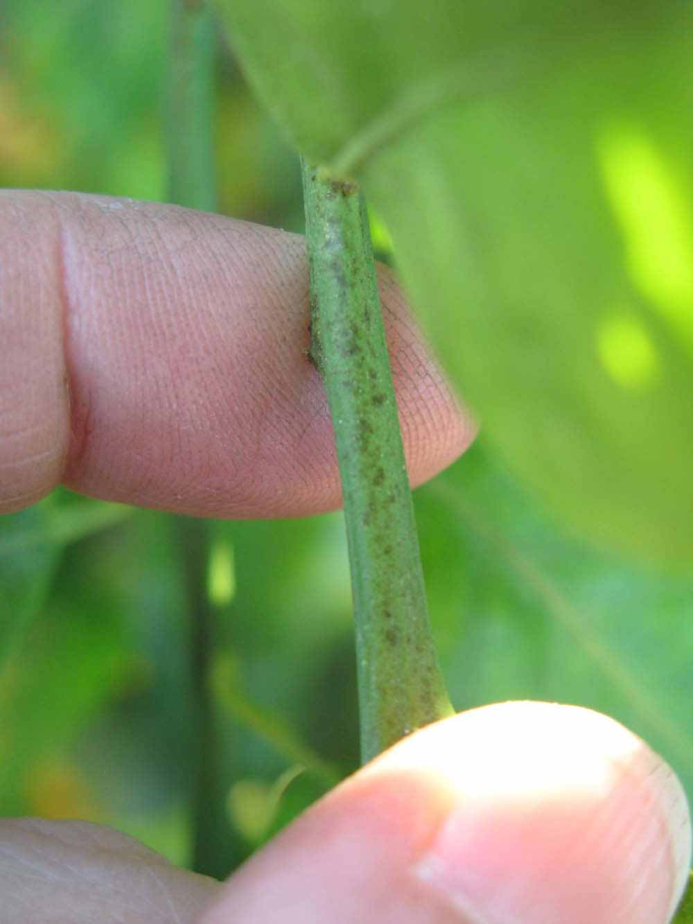              First year twig (Winter Haven, FL)       